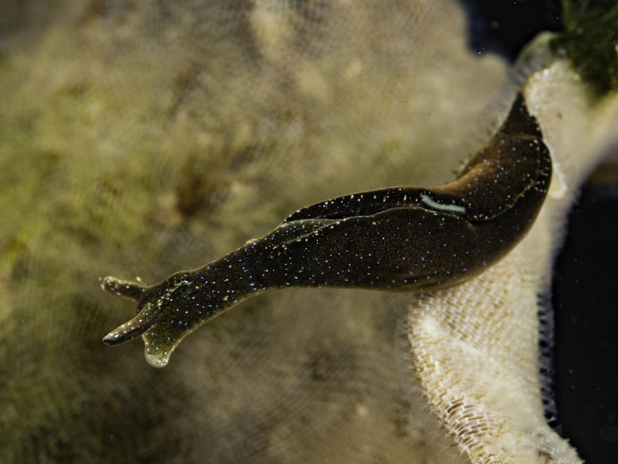 Elysia viridis