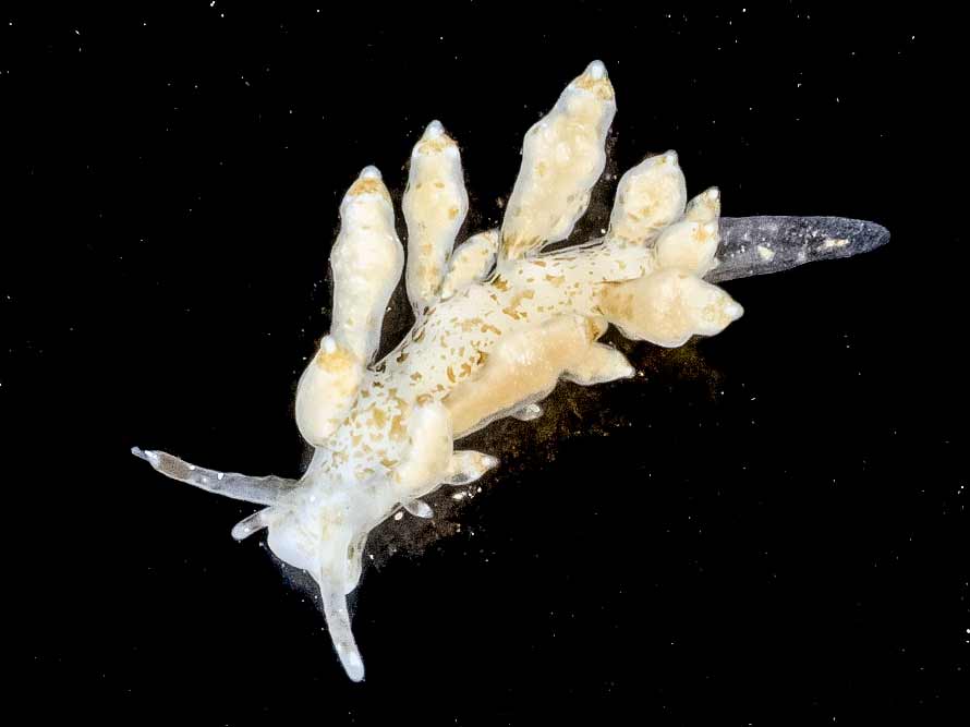 Nudibranchus exiguus