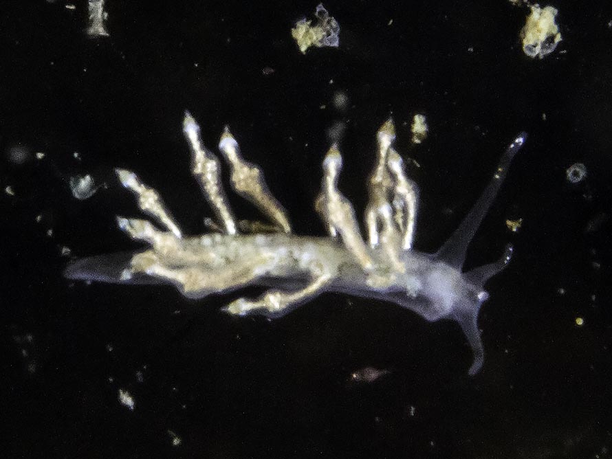 Eubranchus scintillans