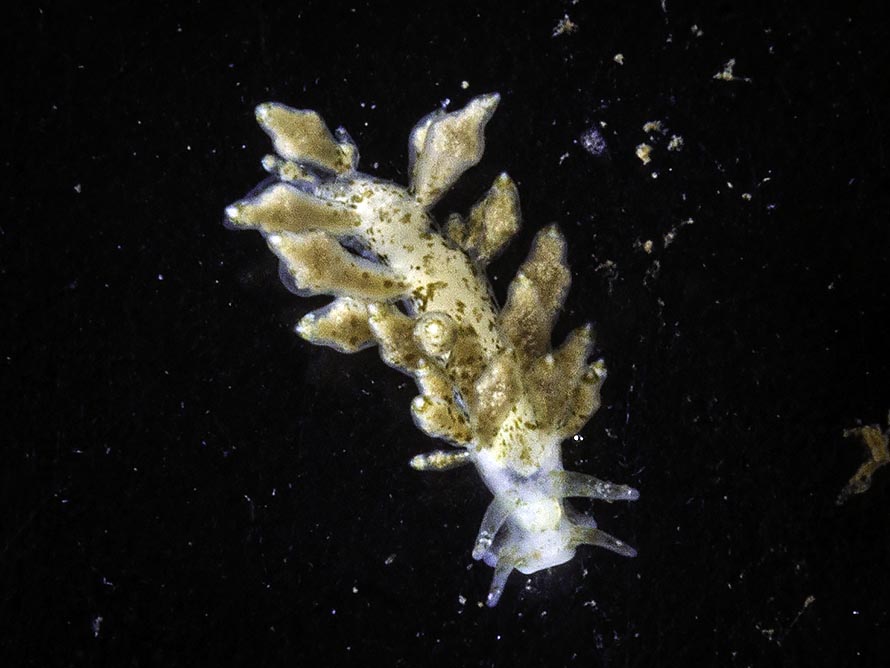 Eubranchus scintillans