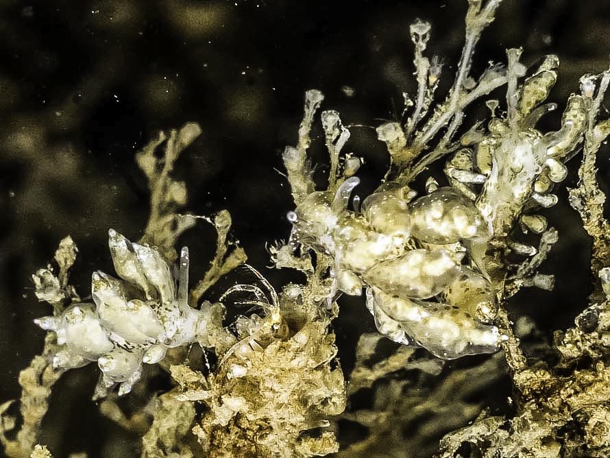 Eubranchus scintillans