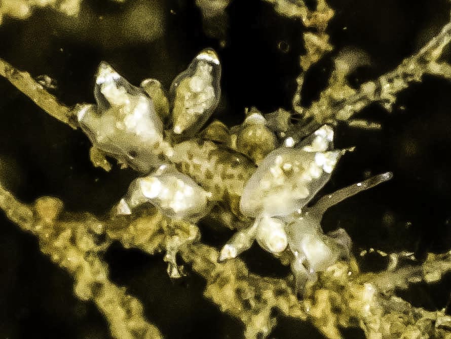 Eubranchus scintillans