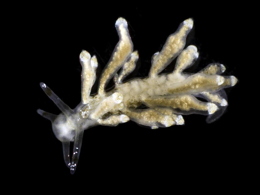 Eubranchus scintillans