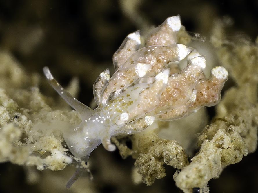 Eubranchus scintillans