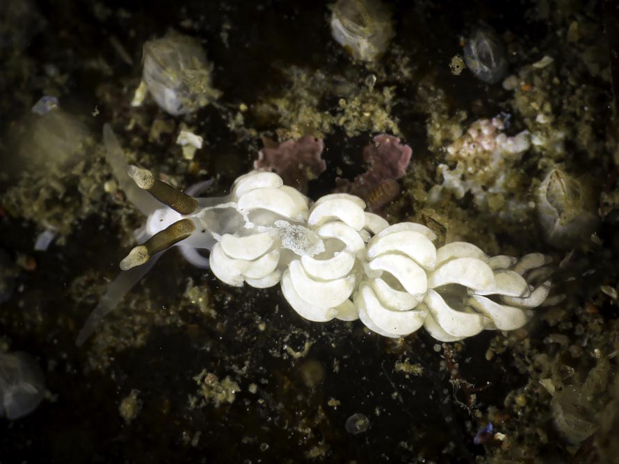 Favorinus branchialis