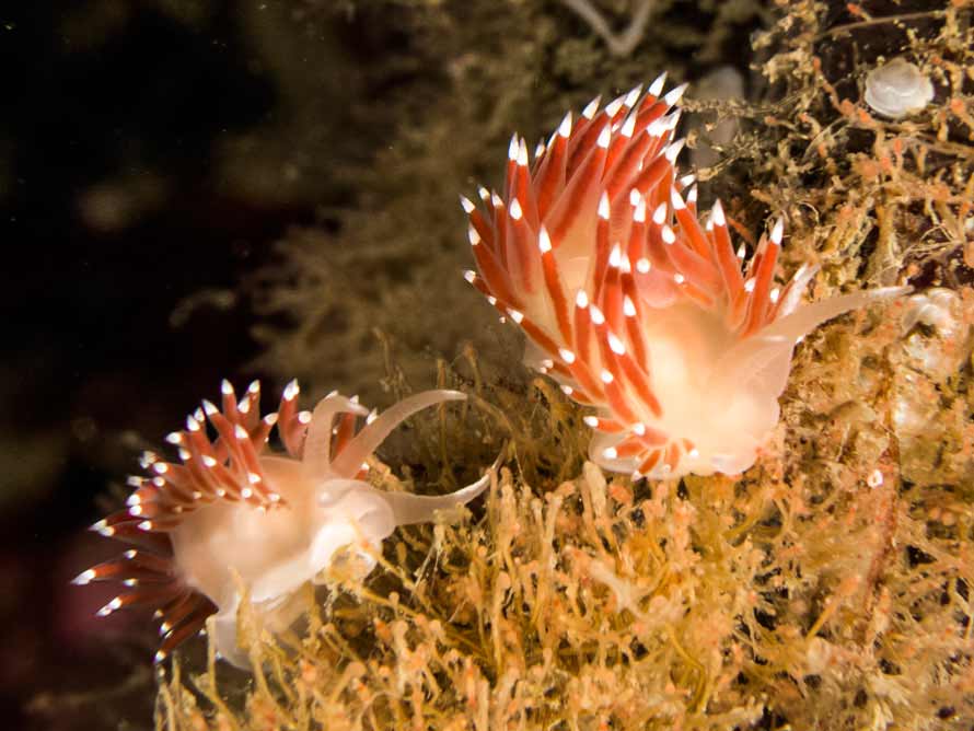 Flabellina nobilis