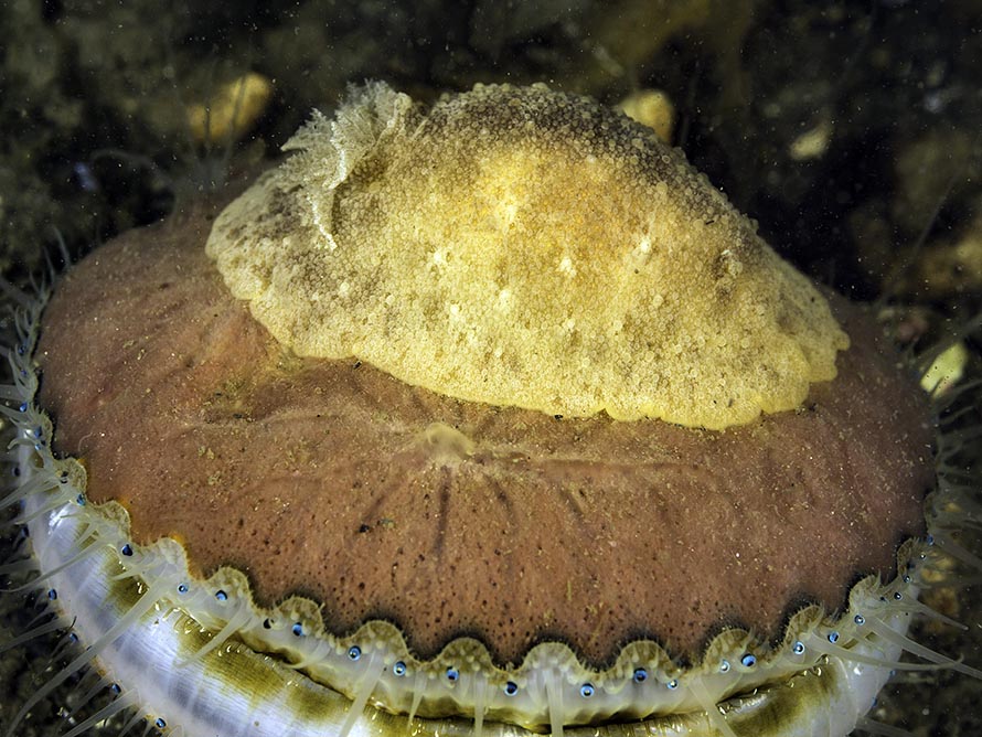 Geitodoris planata