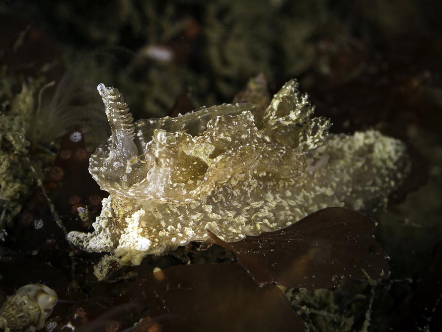 Goniodoris castanea