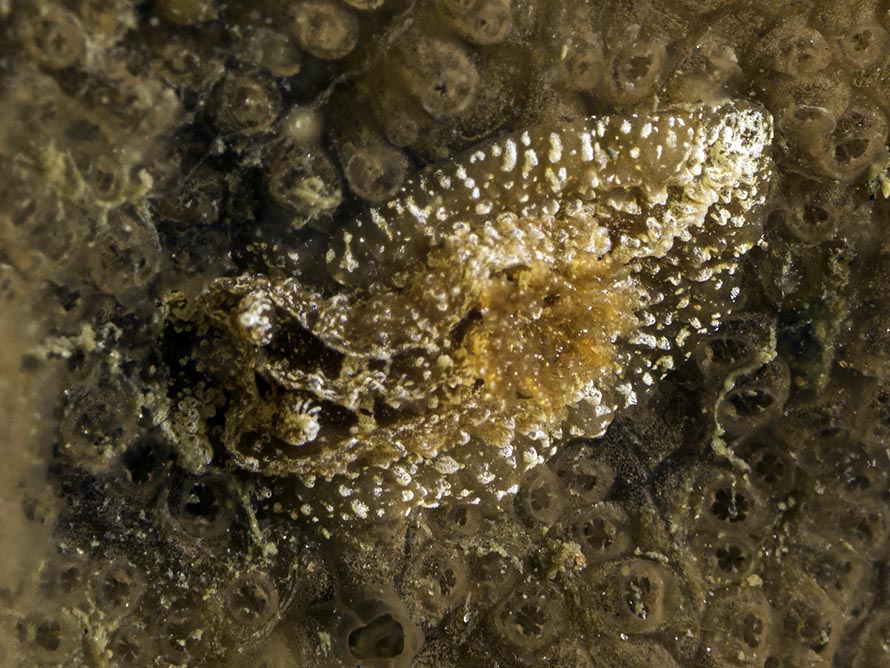Goniodoris castanea