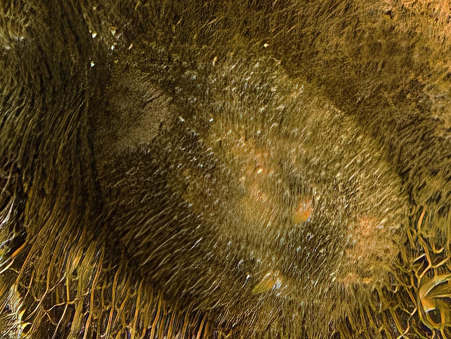 Knoutsodonta depressa