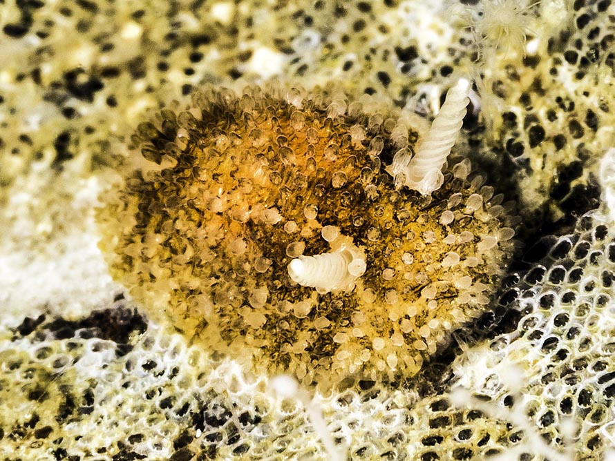 Knoutsodonta sparsa