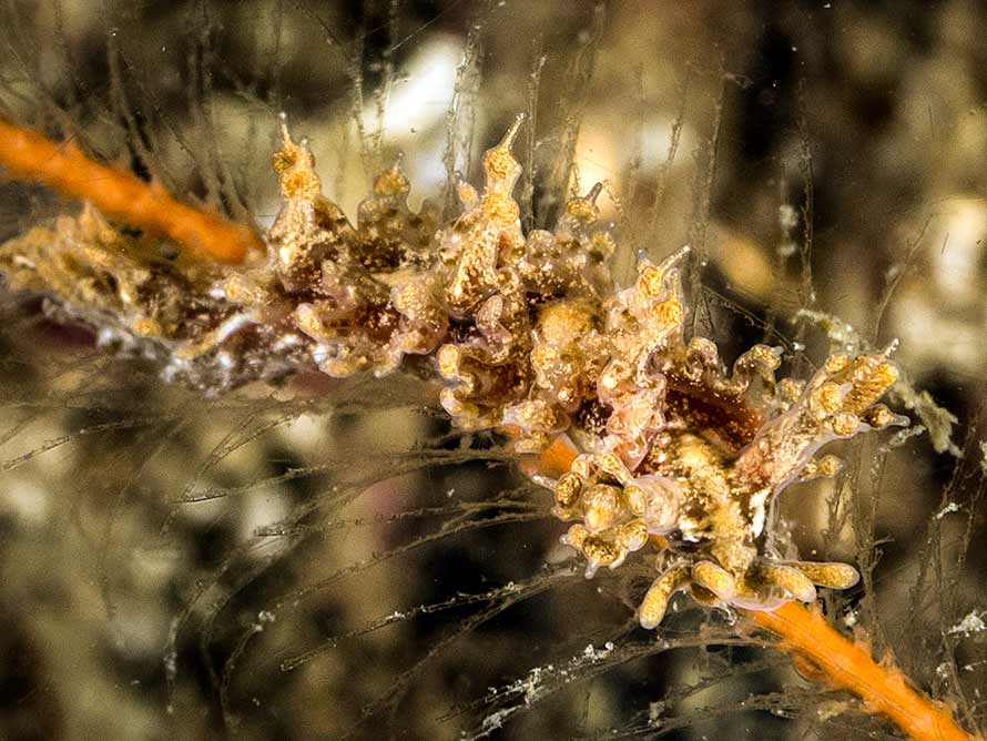 Lomanotus marmoratus