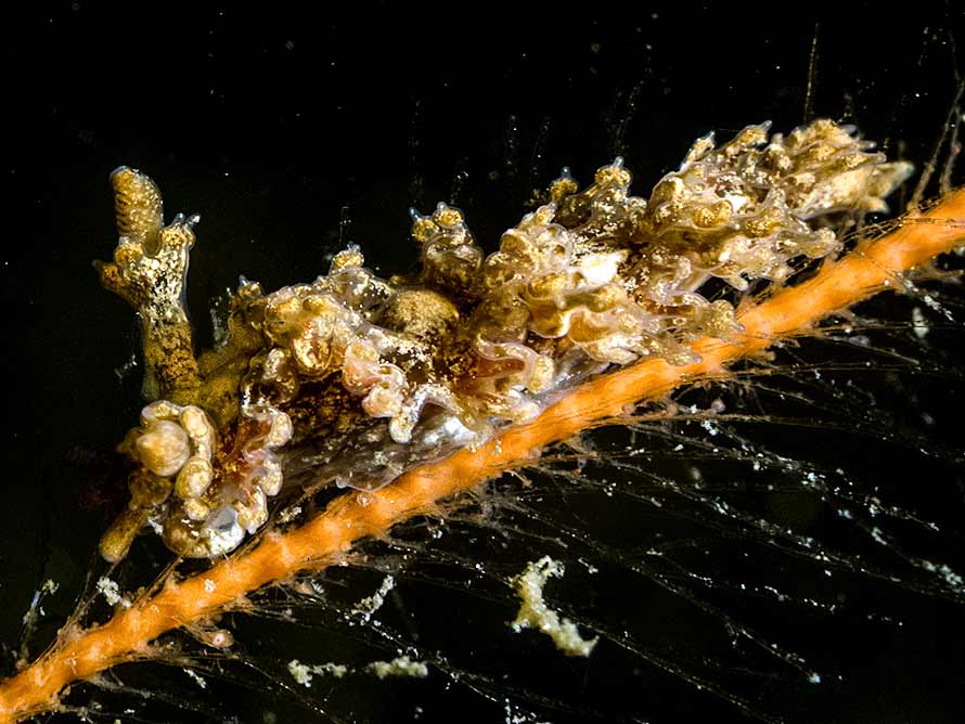 Lomanotus marmoratus
