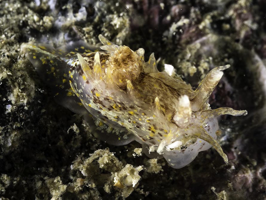 Okenia aspersa