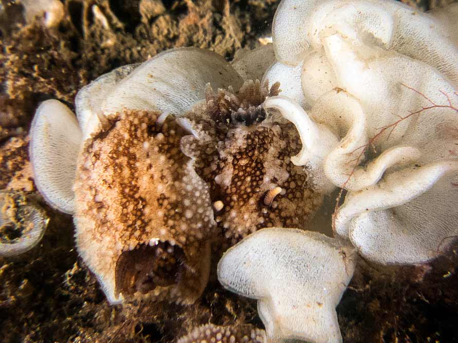 Onchidoris bilamellata