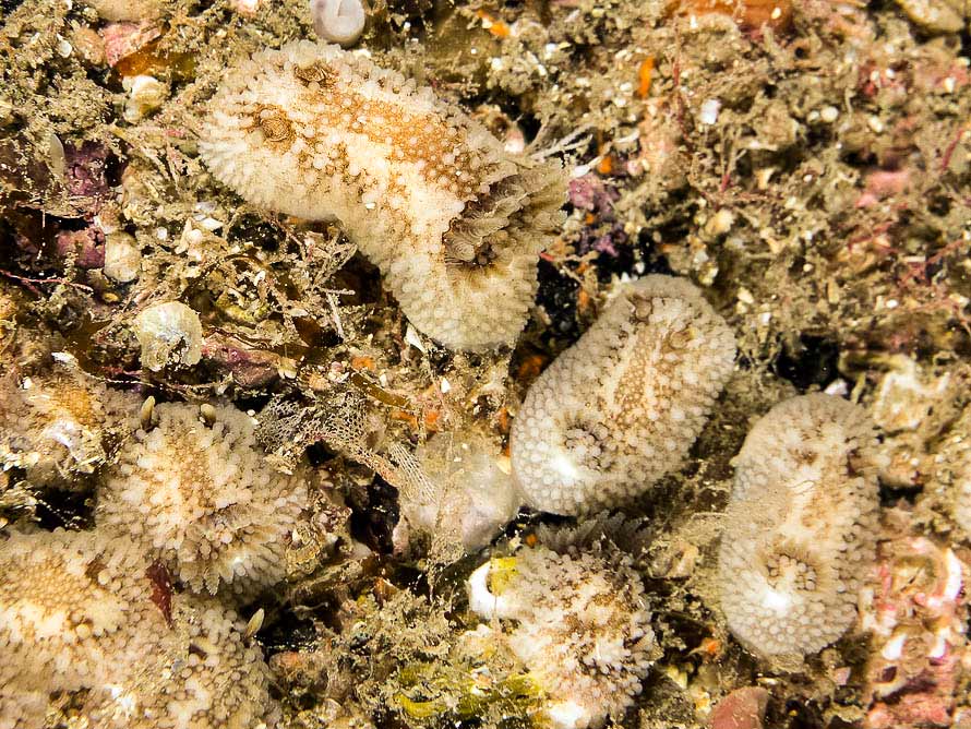 Onchidoris bilamellata