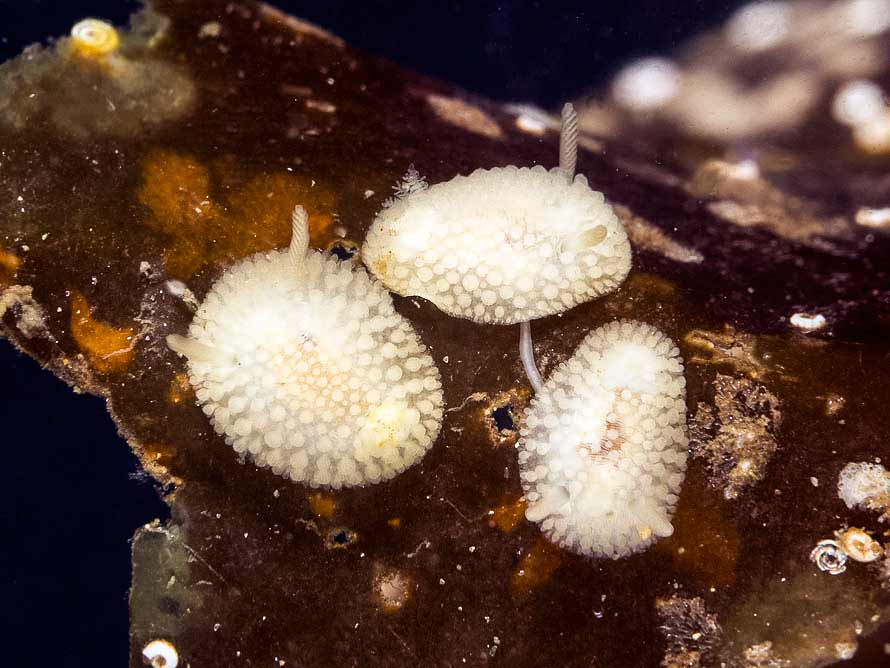 Onchidoris muricata