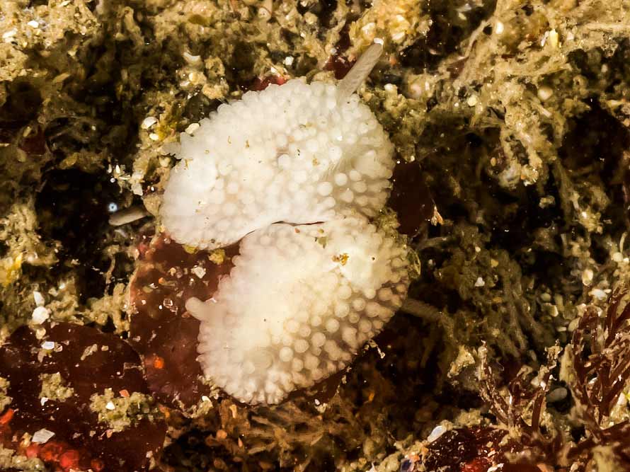 Onchidoris muricata