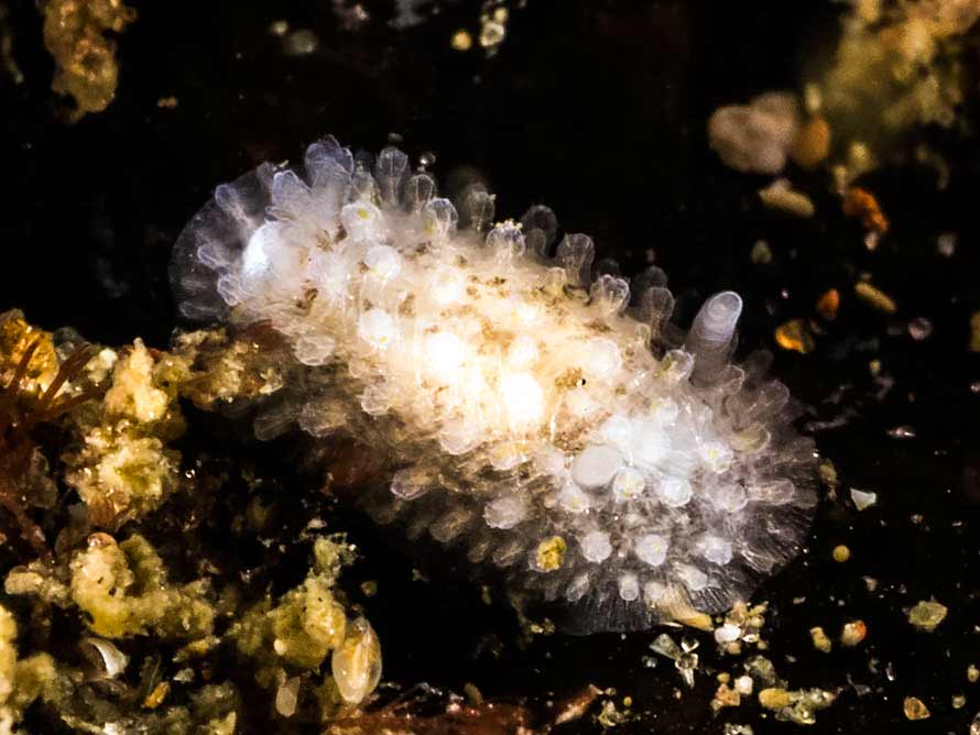 Onchidoris muricata