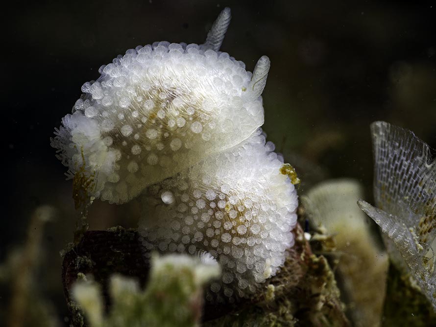 Onchidoris muricata