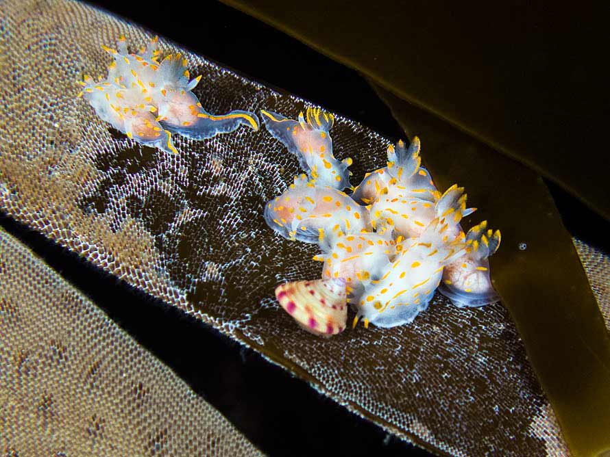 Polycera capitata