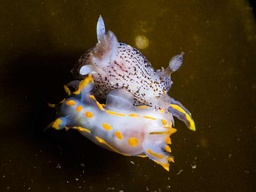 Polycera capitata