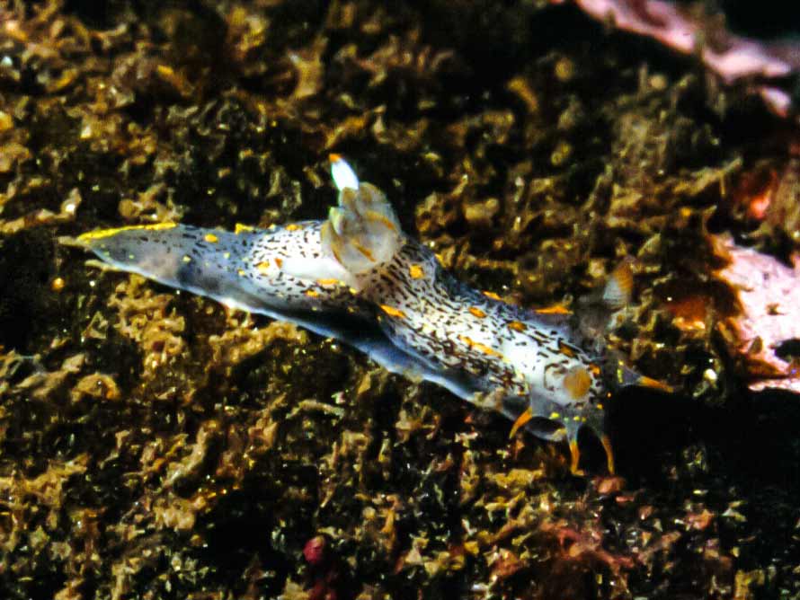 Polycera capitata