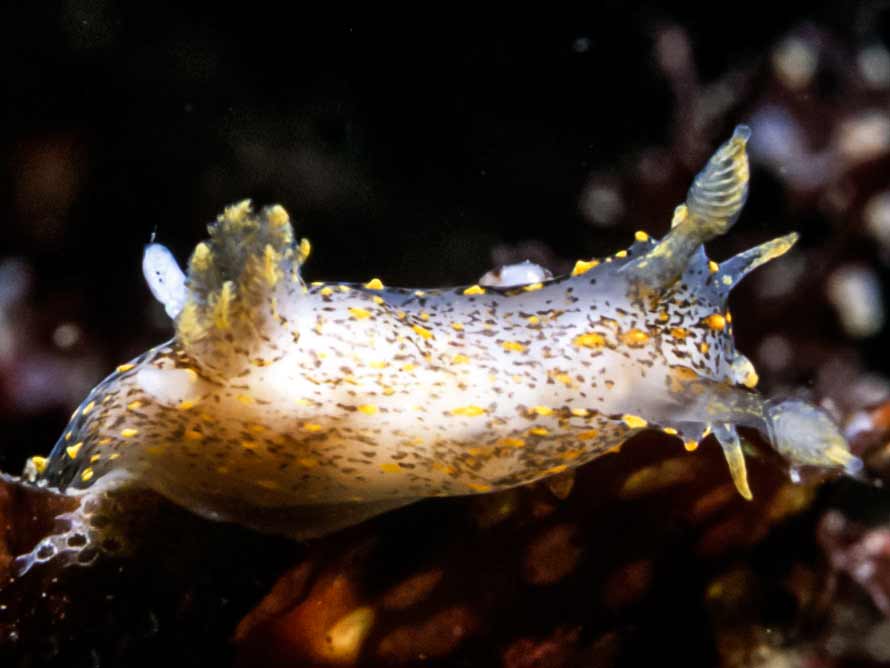 Polycera capitata