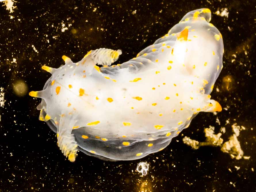Polycera capitata