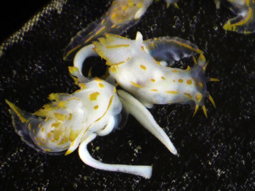 Polycera capitata