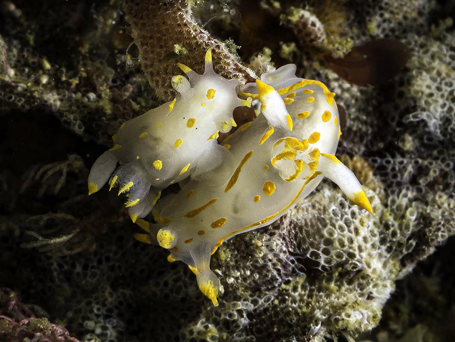 Polycera capitata