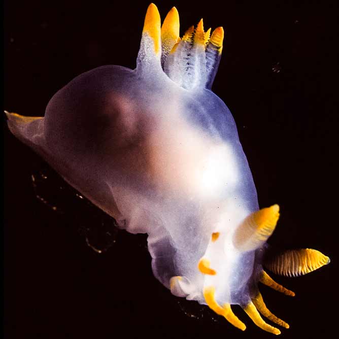 Polycera kernowensis