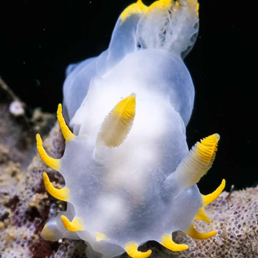 Polycera kernowensis