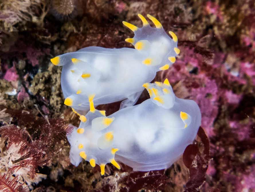 Polycera kernowensis