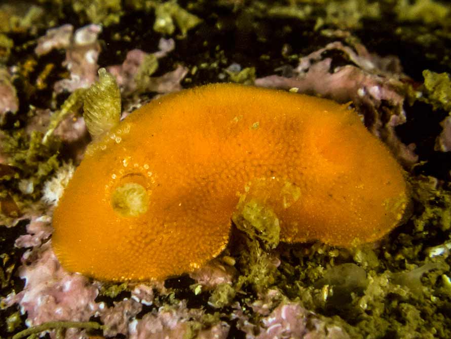 Rostanga rubra 02a