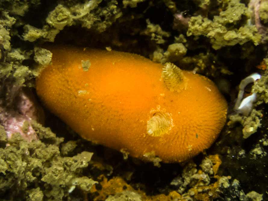 Rostanga rubra 02b