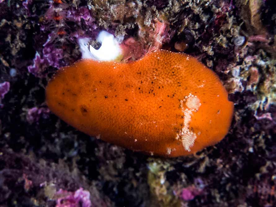 Rostanga rubra 03