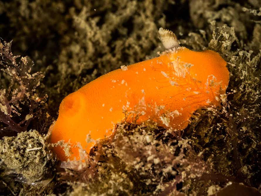 Rostanga rubra