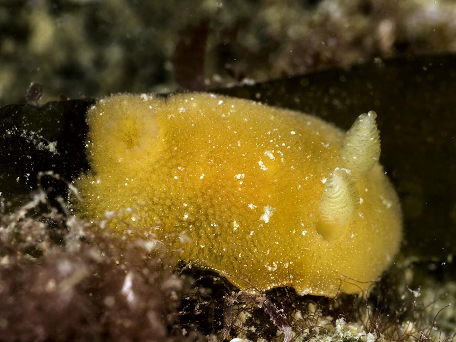 Rostanga rubra