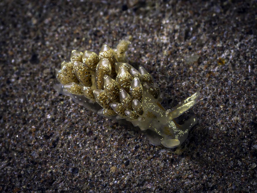 Trinchesia foliata