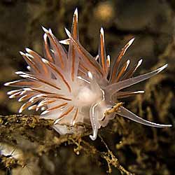 Flabellina lineata