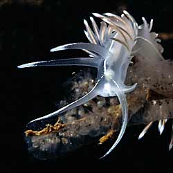 Flabellina lineata