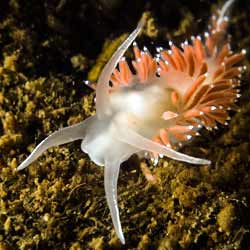 Flabellina browni