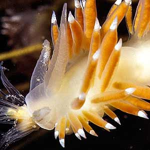 Flabellina browni