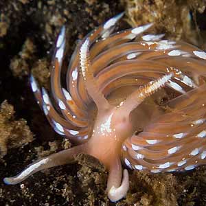 Facelina bostoniensis