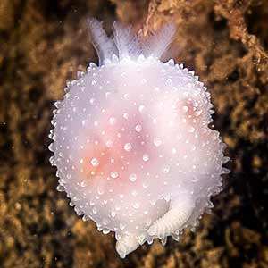 Acanthodoris pilosa