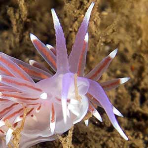 Flabellina pedata