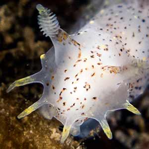 Polycera quadrilineata