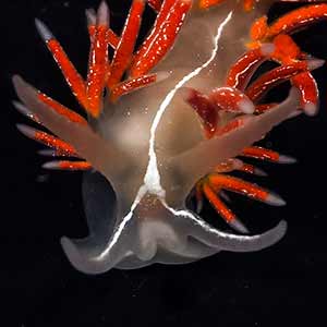 Flabellina lineata