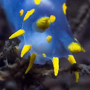 Polycera faeroensis